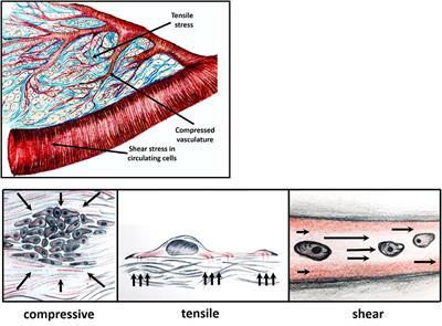 Proteoglycans as Mediators of Cancer Tissue Mechanics